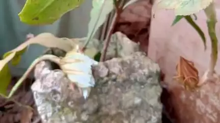 बालोद: दल्लीराजहरा में खिला दुर्लभ ब्रह्मकमल, दर्शन करने उमड़े लोग, अब तक 300 से अधिक पौधे लगा चुके हैं दिलीप क्षीरसागर