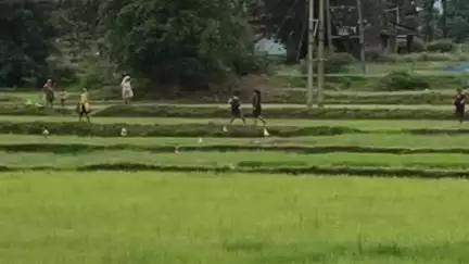 सिमडेगा: सिमडेगा में 15 जुलाई को येलो अलर्ट जारी, बारिश से किसानों ने शुरू की धान की रोपाई