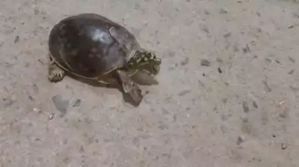 ক্যানিং ১: ক্যানিং থেকে উদ্ধার বিরল প্রজাতির কচ্ছপ, ছেড়ে দেওয়া হলো জলাশয়ে