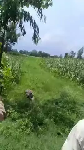 कलीनगर: फुलहर गांव में खेतों में घूम रहे बाघ का वीडियो सोशल मीडिया पर हुआ वायरल