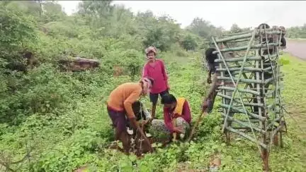पन्ना: पन्ना में श्री प्राणनाथ ग्रीन कॉरिडोर पर 6 फीट ऊँचे पौधों का रोपण, 80% पौधे बचे