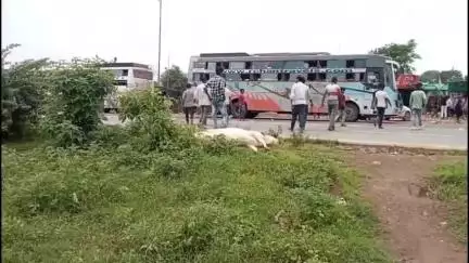 पनागर: बेलगाम ट्रक ने बेजुबान को कुचला, मौके पर ही हुई मौत!