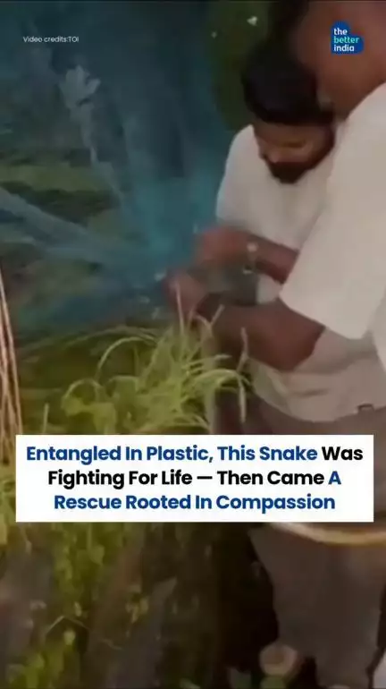 #WorldSnakeDay #SnakeRescue #PlasticPollution #AnimalRescue 
World Snake Day 2025, Snake rescue, WAAR Foundation