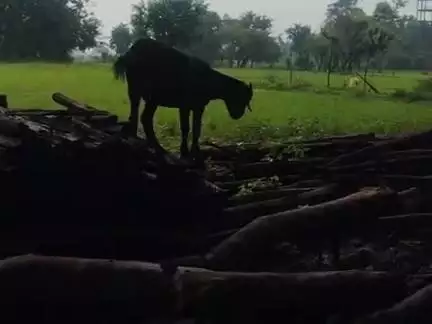 इसी साल narsing dih मे बड़ी ka खिथि नही हुवा @