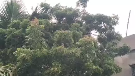 ইংরেজবাজার: আবহাওয়া অফিসের পূর্বাভাস মতোই মালদায় নিম্নচাপের বৃষ্টি অব্যাহত