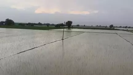 अनूपगढ़: बरसात के पानी से नरमे की फसलें हुईं खराब, हालांकि कृषि भूमि हुई रिचार्ज