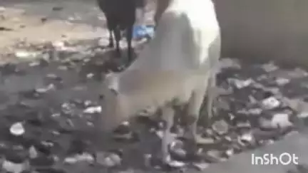 रेवाड़ी: रेवाड़ी में गोवंश ठेकेदार ने काम रोका, ₹16 लाख बकाया होने से 1700 बेसहारा गोवंश सड़कों पर