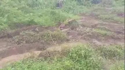শিলচর: কালাইনছড়া চাবাগানের লক্ষীছড়া এলাকায় ফসলের বাগান কেটে দেওয়ার অভিযোগে থানায় মামলা