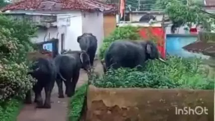बुढ़ार: बुढार वन परिक्षेत्र के खैरहा में हाथियों का दल, वन विभाग कर रहा निगरानी
