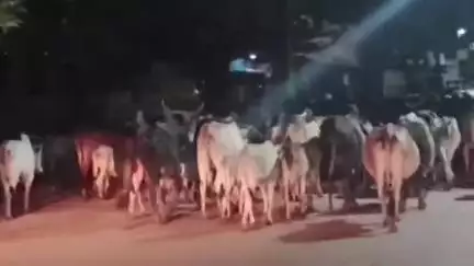 पन्ना: नगरपालिका टीम ने आधी रात को सड़कों पर भटक रहे निराश्रित गौवंश को गौशाला पहुंचाया