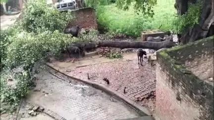 एटा: गांव वीरपुर में पीपल का पेड़ गिरने से विद्युत पोल हुआ क्षतिग्रस्त, विद्युत व्यवस्था हुई ठप