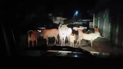 मध्य प्रदेश के मुखिया मोहन यादव जी ध्यान दे यदुवंश में जन्म लेने के बाद भी गौ माता मध्य प्रदेश में यह हालत है सुधार करे
