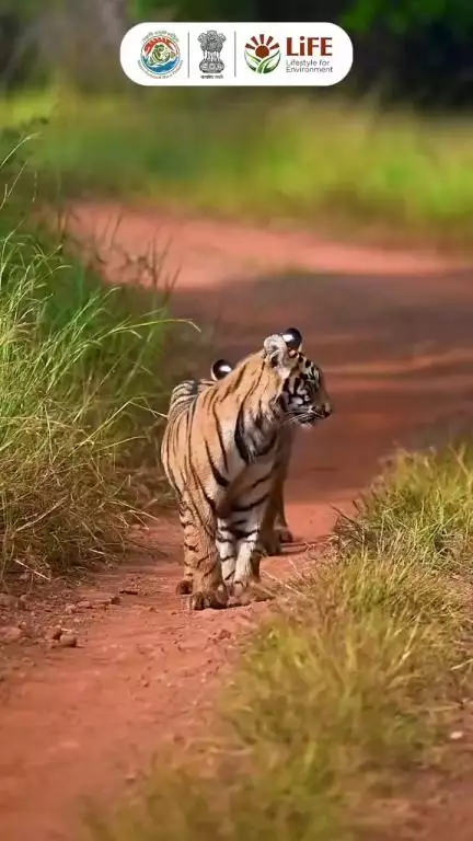 The wild is full of wonders. Let’s care for every creature that calls the forest home.