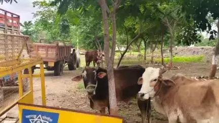 कळमनूरी: मसोड फाट्यावर पिकप वाहनांमधील तीन जनावरे पकडली,कळमनुरी पोलिसात दोघा जणावर गुन्हा दाखल