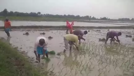ভাতার: বামেদের পাট্টা দেওয়া জমি বেদখল হয়ে যাওয়ার পর সেই জমিতে পুনরায় বাম সংগঠন থেকে ধান রোপন করা হলো , ঘটনা ছাদনি গ্রামে