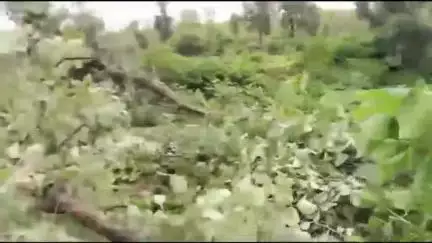 प्रतापगढ़: महुड़ीखेड़ा वन क्षेत्र में अतिक्रमण और पेड़ों की कटाई से जंगल बर्बादी की कगार पर, वन विभाग बेबस