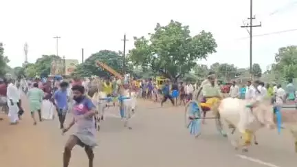 காரைக்குடி: கழனிவாசலில் கோவில் பூச்செரிதல் விழாவை முன்னிட்டு இரட்டை மாட்டு வண்டி எல்கை பந்தயம் "24 மாட்டு வண்டிகள் பங்கேற்பு"
