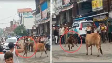यूपी के उन्नाव में नशे में सांड से भिड़ा शख्स, कपड़े उतारकर लड़ते हुए वीडियो आया सामने