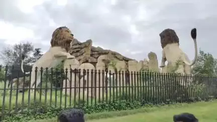 इटावा: इटावा सफारी पार्क में बब्बर शेरनी रूपा के तीसरे शावक की हुई मौत, सफारी पार्क प्रशासन में दौड़ी शोक की लहर
