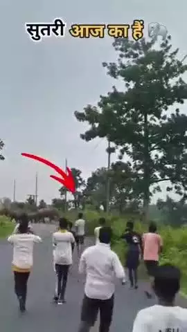 हाथियों का झुंड पहुंचा सूत्री पंचायत में देखने को पहुंची भीड़! #elephant
