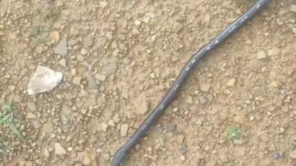 झालरापाटन: सीमावर्ती गांधी सागर नदी किनारे कमरे में सो रहे मछुवारे को सांप ने डसा, गंभीर अवस्था में झालावाड़ भर्ती