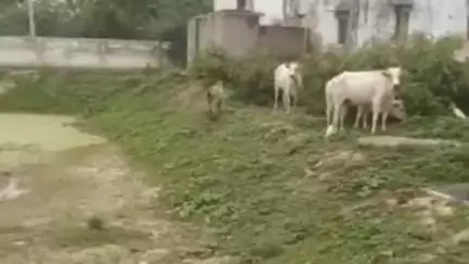 बिलग्राम: हैबतपुर गांव में आवारा पशुओं के आतंक से किसान परेशान, किसानों ने दो दर्जन से अधिक गौवंशों को पंचायत घर में किया बंद