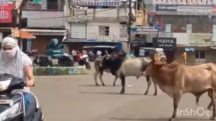 विदिशा नगर: शहर में बेसहारा गायों से सड़क पर परेशानी, यातायात TI ने कहा- नपा के साथ करेंगे प्रयास