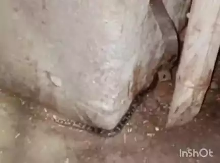 उरई: उरई के बजरिया इलाके में सालों से बंद पड़ी जयहिंद टॉकीज से निकले जहरीले सांप, इलाके में मचा हड़कंप, वीडियो आया सामने