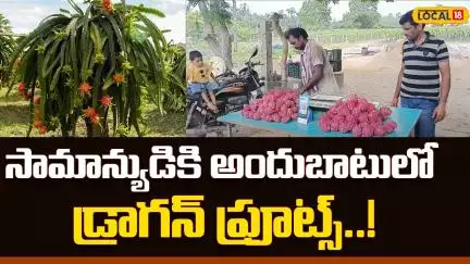 Dragon Fruit Thrives in Kakinada Markets | సామాన్యుడికి అందుబాటులో డ్రాగన్ ప్రూట్స్..! | #LOocal18V