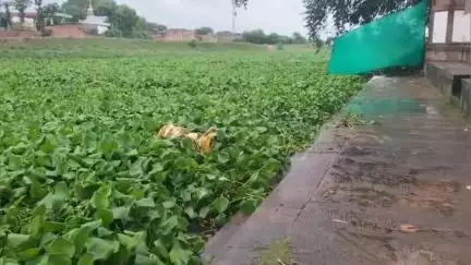 राजातालाब: वाराणसी के रामेश्वर में वरुणा नदी में जलकुंभी से समस्या, श्रद्धालुओं को जलाभिषेक करने में हो रही परेशानी