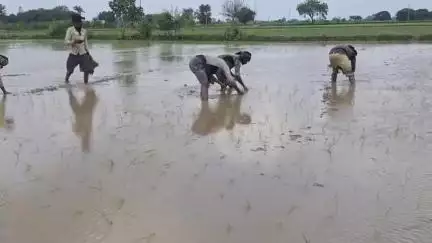 अलीगढ़ में धान लग रहा है
