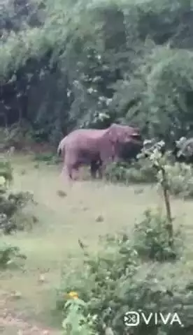 ईचागढ़: बासाहातु गांव के जंगल में पहुंचे दो जंगली हाथी