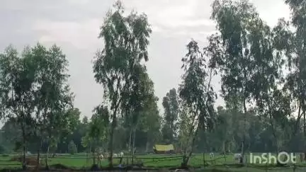तिलोई: फुरसतगंज में किसानों की फसलों को नुकसान पहुंचा रहे हैं आवार पशु