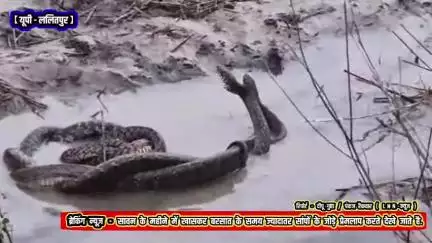 नाग नागिन का जोड़ा प्रेमलाप करते हुए खेतों में देखा गया जिसका वीडियो हुआ वायरल

#news #viral