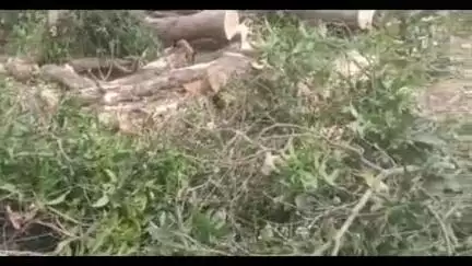 मिल्कीपुर: प्रतिबंधित आम के पेड़ काटे जाने का वीडियो हुआ वायरल, बिसाही गांव की बताई जा रही घटना