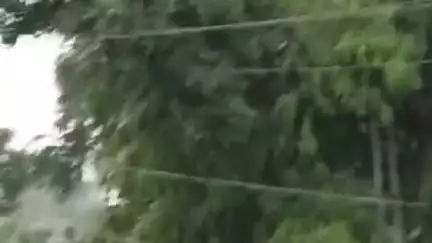 मझौली: मड़वास में भारी बारिश से गिरे पेड़, टूटे पोल, विद्युत सप्लाई बाधित: मड़वास जेई का बयान