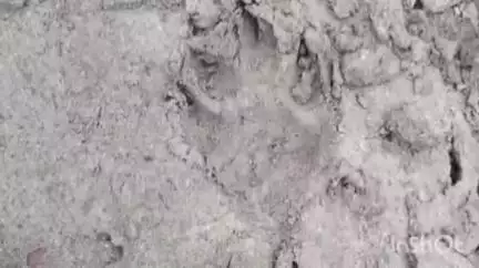 তুফানগঞ্জ ১: অজানা জন্তুর পায়ের ছাপ ঘিরে আতঙ্ক ছড়িয়েছে চৌকুষী বলরামপুর এলাকায়