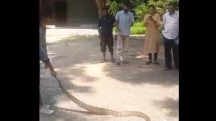 नागपूर शहर: बापरे! नागपूर शहरातील महाराष्ट्र बांबू विकास मंडळ कार्यालयाजवळ दिसला आठ फुटाचा अजगर