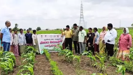 పాణ్యం: కల్లూరు మండలం, పందిపాడు గ్రామాలలో  కంది, మొక్కజొన్న పంటల పై సమగ్ర సస్యరక్షణ అవగాహన