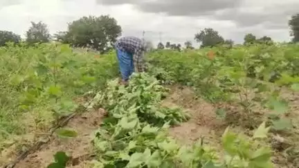 గద్వాల్: పూడూరు గ్రామంలో పత్తి విత్తన పంటను  గొర్రెల మేపుతున్న రైతు బోయ రాఘవేంద్ర