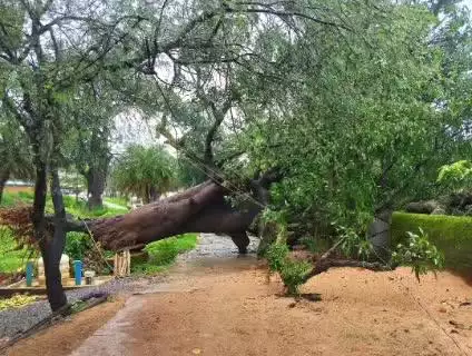 राजपुर: तेज बारिश के कारण विशालकाय पेड़ धरासाई, बुढ़ाबाग़ीचा पंचायत भवन के पास सीसी मार्ग हुआ अवरुद्ध