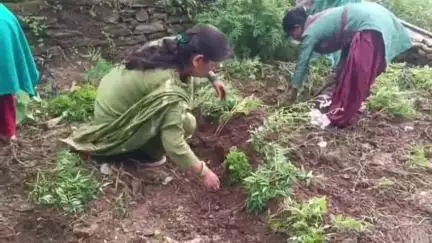 पौड़ी: शहर को स्वच्छ बनाने के लिए 3 सालों से प्रयासरत महिलाओं को भारत स्काउट गाइड की पौड़ी इकाई ने किया सम्मानित