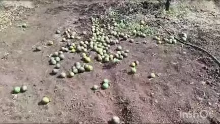 जालना: जालन्यात मोसंबी फळगळमुळे शेतकरी चिंतेत...