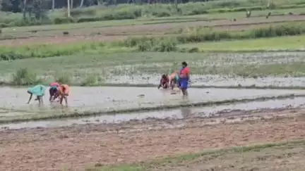 सिमरी बख्तियारपुर: बनमा ईटहरी प्रखंड क्षेत्र में बारिश से किसानों के चेहरे खिले, धान की रोपाई शुरू