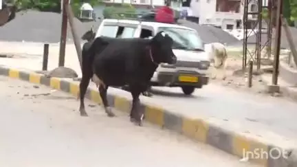 અમદાવાદ શહેર: ચાંદલોડિયા પાસે રસ્તા પર રખડતા પશુઓનો અડિંગો જોવા મળ્યો, વીડિયો આવ્યો સામે