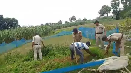 সোনামুড়া: ইন্দিরানগর এলাকায় ৩০০০০ গাঁজা গাছ ধ্বংস করল মেলাঘর থানা পুলিশ