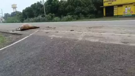 barana men mre huye  psu ko fenkane ki jagh talab ke kinare iklera road pr mogya jati ka kabja pasuo ko pekne me A rahi