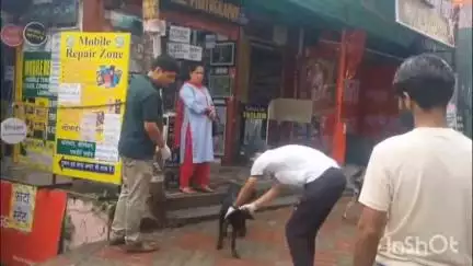 सोलन: सोलन शहर में लावारिस कुत्तों का आतंक, 26 लोगों को काटा, नगर निगम और स्वास्थ्य विभाग हुआ अलर्ट
