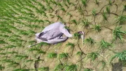 नौतनवा: हरैया रघुवीर टोला भैसहवा गाँव में हाईटेंशन करंट से एक सारस की हुई मौत