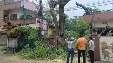 अजमेर: शास्त्री नगर क्षेत्र में झुके हुए पेड़ को प्रशासन ने काटा, ताकि कोई जनहानि न हो, रोड के ऊपर झुक गया था पेड़